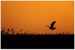 Marsh Harrier hunting above the Reeds