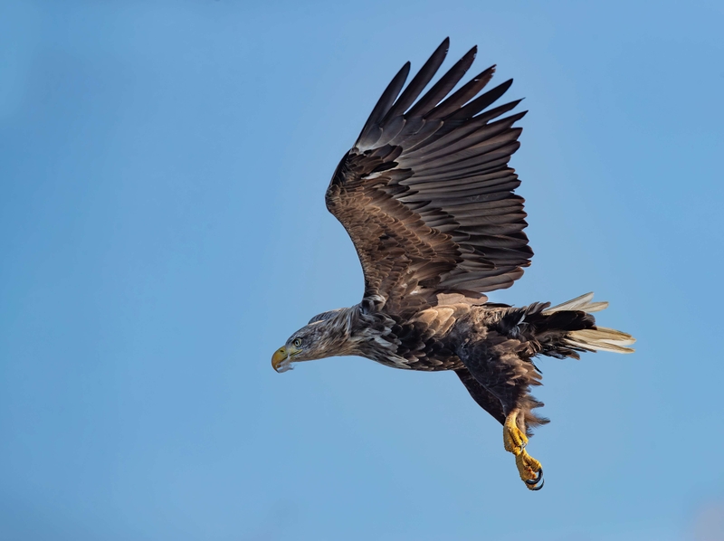 White Tailed Eagle - Isle of Mull - Scotland
