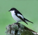 Pied Flycatcher