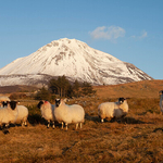 Sheep with a snow covered Mount Errigal 2, Co Donegal, Ireland