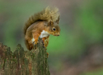 Red Squirrel