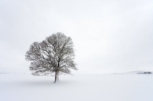 The march snow covers the majority of the Island. A favourite tree of mine, and many others, is standing firm.