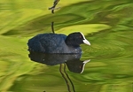 Coot
