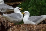 Kittiwakes