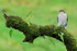 Sparrowhawk (male) on a mossy perch, Dumfries, Scotland
