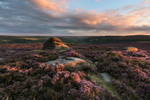 The Beehive