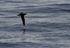 CORY'S SHEARWATER AT SUNRISE (ref M4)