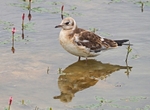 Juvenile Black-headed Gull