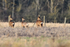 Roe Deer at South Leigh, Oxfordshire
