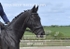 BPP_6593
