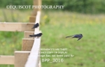 BPP_3016