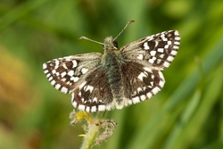Grizzled Skipper