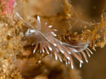 Fjordia sp.