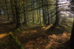 Forest Light