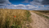 Grain Field and Poppy