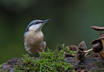 Nuthatch - Sitta europaea