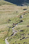 Old County Tops-3