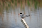Common Tern