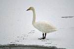 Whooper Swan