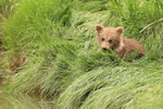 Brown Bear cub eating grass near stream, Silver Salmon Creek, Alaska