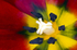 Flower -6456