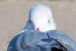Gull Resting