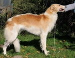 XARA Tsar Borzois (Le Sphinx Killing Me Softly x Vega Tsar Borzois)