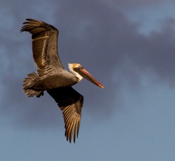 Pelicans _0029