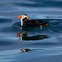 Tufted Puffin with fish swimming on the water in Resurrection Bay