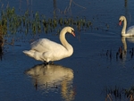 Mute Swan