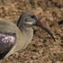 Hadeda (Hadada) Ibis close-up