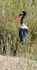 Saddle-billed Stork