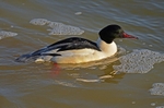 Goosander