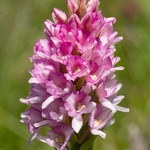 Hybrid vanilla orchid  G. x heufleri. This is a hybrid between Gymnadenia odoratissima  and G. rhellicani.