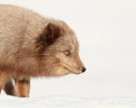 Dark Arctic Fox close-up, Svalbard, Norway