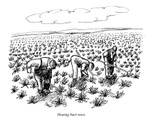Hoeing the beet rows
