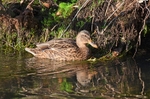 Mallard