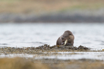 Otter lunch