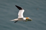 Gannet