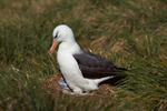 Black-browed Albatross