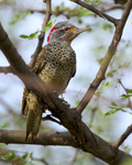 Nubian Woodpecker portfolio