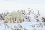 Polar Bear young cub & mother, Churchill, Canada