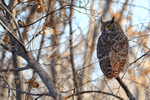 Great Horned Owl, Bosque del Apache, New Mexico