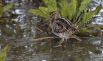 Common Snipe