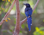 Green Wood Hoopoe.