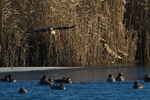 Bittern lifts off when another gets close