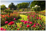 The Rose Gardens at Belfast Botanic Gardens (IMG0267)