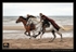 equiscot 8755