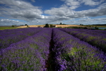 Lavender Fields
