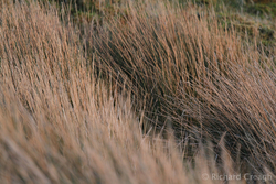 Rushes